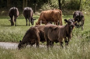 Animales enviados por América